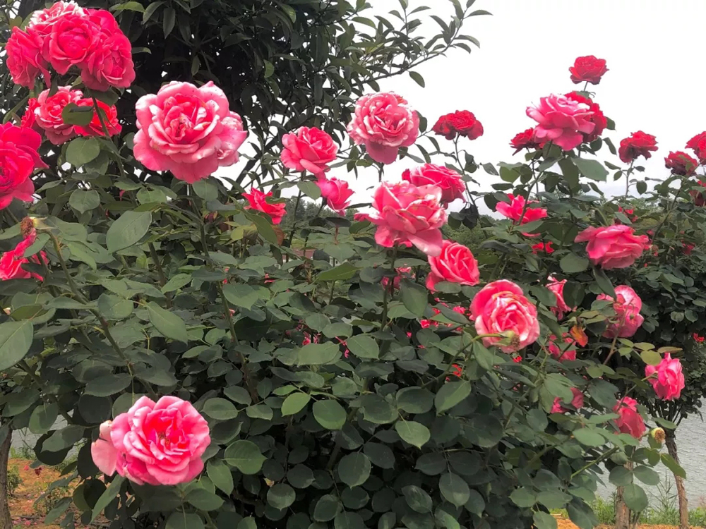 1640745946516793.jpg 00 (4).jpg