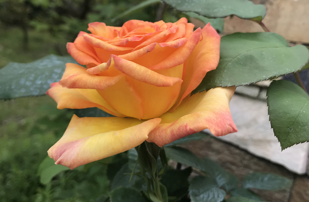 1640745957528030.jpg 00 (6).jpg