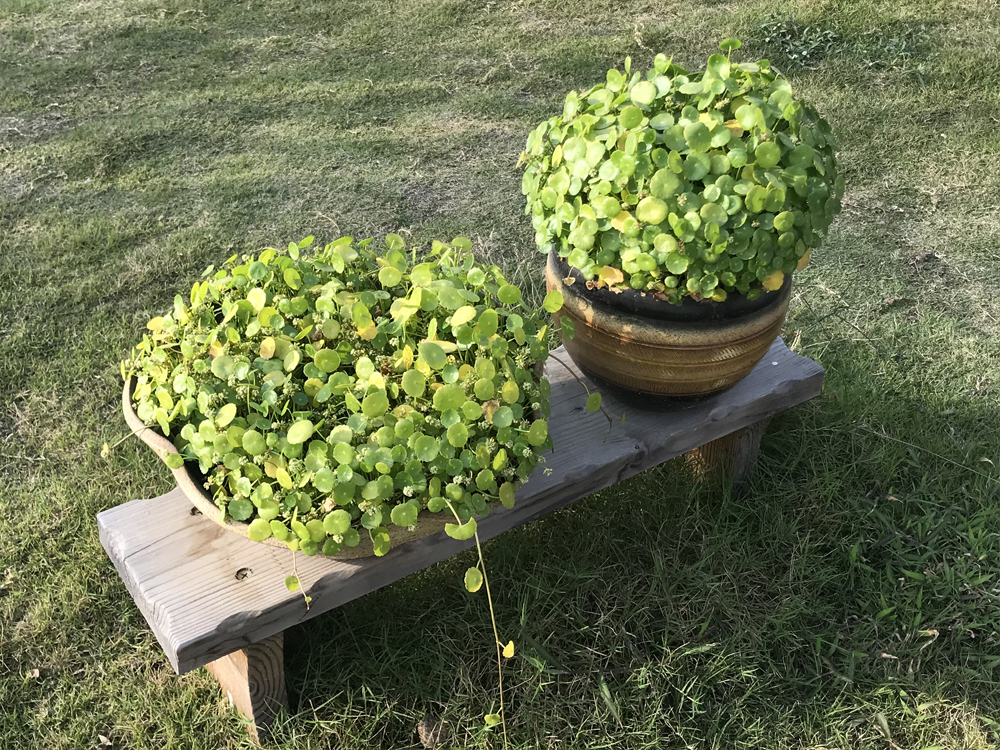 1642391112721168.jpg 002 (11).JPG